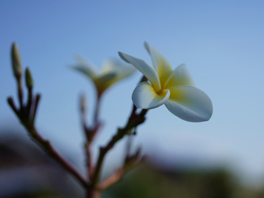 Respecter ses valeurs pour s'épanouir professionnellement (image d'une fleur en blanche en gros plan sur fond flouté où l'on distingue un ciel bleu)