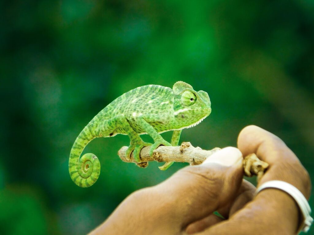 Pourquoi endosser une cape d'invisibilité peut nuire à votre réalisation personnelle ? (image décorative d'un petit caméléon vert sur une branche)